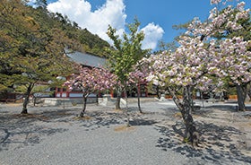 姫路 加古川発
鞍馬の雲珠桜1